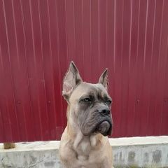 Подробнее об объявлении «Тюмень Пропала собака» Фото: пропала собака Кане-корсо «Тюмень Пропала собака» в г. Тюмень