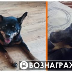 Подробнее об объявлении «Челябинск Пропала собака кобель убежала с краснопольского проспекта, 7 а» Фото: пропала собака Той-терьер «Челябинск Пропала собака кобель убежала с...» в г. Челябинск