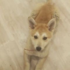 Подробнее об объявлении «Геленджик Пропала собака помогите, пожалуйста, найти собаку» Фото: пропала собака  «Геленджик Пропала собака помогите, пожалуйста,...» в г. Геленджик