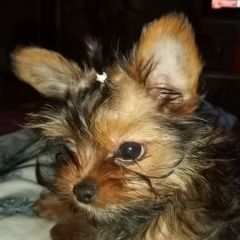 Подробнее об объявлении «Пропала собака кобель щенок, кобель 7 месяцев Санкт-Петербург» Фото: пропала собака Йоркширский терьер «Пропала собака кобель щенок, кобель 7 месяцев...» в г. Санкт-Петербург
