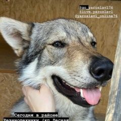 Подробнее об объявлении «Пропала собака кобель Ярославль» Фото: пропала собака  «Пропала собака кобель Ярославль» в г. Ярославль