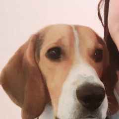 Подробнее об объявлении «Вязники Пропала собака кобель» Фото: пропала собака Бигль «Вязники Пропала собака кобель» в г. Вязники