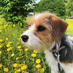 Подробнее об объявлении «Анапа Пропала собака анапское шоссе» Фото: пропала собака Джек рассел терьер «Анапа Пропала собака анапское шоссе» в г. Анапа