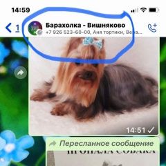 Подробнее об объявлении «Купавна Пропала собака йорк девочка с клеймом» Фото: пропала собака  «Купавна Пропала собака йорк девочка с клеймом» в г. Купавна