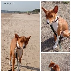 Подробнее об объявлении «Пропала собака кобель Санкт-Петербург» Фото: пропала собака Басенджи «Пропала собака кобель Санкт-Петербург» в г. Санкт-Петербург