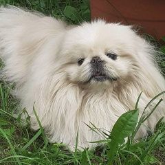 Подробнее об объявлении «Пропала собака кобель Чебоксары» Фото: пропала собака Пекинес «Пропала собака кобель Чебоксары» в г. Чебоксары
