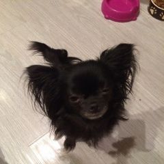 Подробнее об объявлении «Пропала собака помогите найдти Нововоронеж» Фото: пропала собака Чихуахуа «Пропала собака помогите найдти Нововоронеж» в г. Нововоронеж