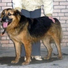 Подробнее об объявлении «Пропала собака Симферополь» Фото: пропала собака  «Пропала собака Симферополь» в г. Симферополь