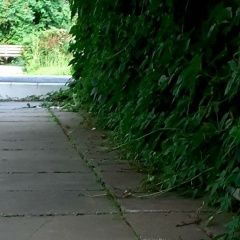 Подробнее об объявлении «Пропала собака кобель за вознаграждение Чебоксары» Фото: пропала собака Пекинес «Пропала собака кобель за вознаграждение Чебоксары» в г. Чебоксары