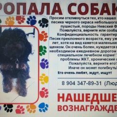 Подробнее об объявлении «Пропала собака кобель помогите, пожалуйста, найти Новочеркасск» Фото: пропала собака Невская маскарадная «Пропала собака кобель помогите, пожалуйста,...» в г. Новочеркасск