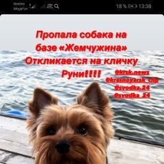 Подробнее об объявлении «Красноярск Пропала собака кобель. на базе отдыха жемчужина» Фото: пропала собака Йоркширский терьер «Красноярск Пропала собака кобель. на базе...» в г. Красноярск