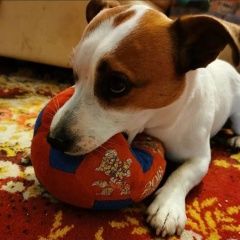 Подробнее об объявлении «Пропала собака кобель джек рассел Можайск» Фото: пропала собака Джек рассел терьер «Пропала собака кобель джек рассел Можайск» в г. Можайск