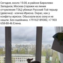 Подробнее об объявлении «Пропала собака русский той терьер сука. Москва» Фото: пропала собака Русский той-терьер «Пропала собака русский той терьер сука. Москва» в г. Москва