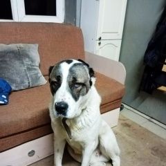 Подробнее об объявлении «Пропала собака кобель Нижний Новгород» Фото: пропала собака Среднеазиатская овчарка «Пропала собака кобель Нижний Новгород» в г. Нижний Новгород