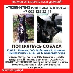 Подробнее об объявлении «Пропала собака кобель чёрный 17.07. сао Москва» Фото: пропала собака  «Пропала собака кобель чёрный 17.07. сао Москва» в г. Москва