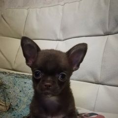 Подробнее об объявлении «Пропала собака петроградский район Санкт-Петербург» Фото: пропала собака Чихуахуа «Пропала собака петроградский район Санкт-Петербург» в г. Санкт-Петербург