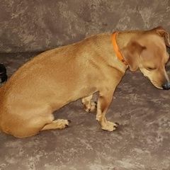 Подробнее об объявлении «Анапа Пропала собака маленькая, рыжая, зовут долли» Фото: пропала собака  «Анапа Пропала собака маленькая, рыжая, зовут долли» в г. Анапа