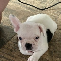 Подробнее об объявлении «Пропала собака кобель Самара» Фото: пропала собака Французский бульдог «Пропала собака кобель Самара» в г. Самара