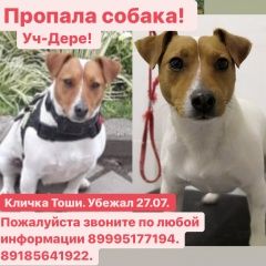 Подробнее об объявлении «Пропала собака кобель уч-дере. белый, рыжая мордочка. Сочи» Фото: пропала собака Джек рассел терьер «Пропала собака кобель уч-дере. белый, рыжая...» в г. Сочи