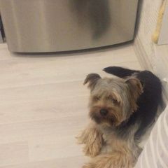 Подробнее об объявлении «Пропала собака кобель Чебоксары» Фото: пропала собака Йоркширский терьер «Пропала собака кобель Чебоксары» в г. Чебоксары