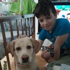 Подробнее об объявлении «Пропала собака кобель Чехов» Фото: пропала собака Лабрадор ретривер «Пропала собака кобель Чехов» в г. Чехов