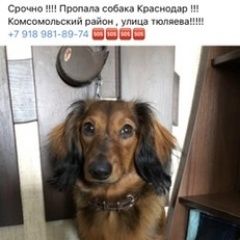 Подробнее об объявлении «Краснодар Пропала собака кобель такса длинношёрстная, боня» Фото: пропала собака  «Краснодар Пропала собака кобель такса...» в г. Краснодар
