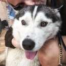 Подробнее об объявлении «Пропала собака кобель Самара» Фото: пропала собака Сибирская хаски «Пропала собака кобель Самара» в г. Самара