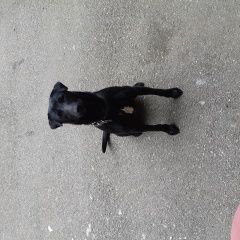 Подробнее об объявлении «Краснодар Пропала собака» Фото: пропала собака  «Краснодар Пропала собака» в г. Краснодар