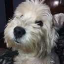 Подробнее об объявлении «Пропала собака кобель помогите найти друга Симферополь» Фото: пропала собака Вест хайленд уайт терьер «Пропала собака кобель помогите найти друга...» в г. Симферополь