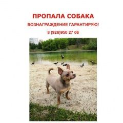 Подробнее об объявлении «Ступино Пропала собака кобель» Фото: пропала собака Русский той-терьер «Ступино Пропала собака кобель» в г. Ступино