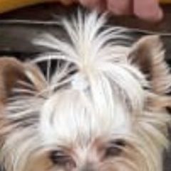 Подробнее об объявлении «Пропала собака кобель йорк мини кабель 9 лет Верхний Услон» Фото: пропала собака Йоркширский терьер «Пропала собака кобель йорк мини кабель 9 лет...» в г. Верхний Услон