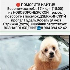 Подробнее об объявлении «Пропала собака кобель верните собаку Воронеж» Фото: пропала собака Пудель «Пропала собака кобель верните собаку Воронеж» в г. Воронеж