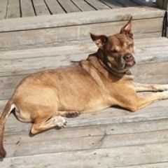 Подробнее об объявлении «Пропала собака Санкт-Петербург» Фото: пропала собака Ка-де-бо (перро дого майоркин) «Пропала собака Санкт-Петербург» в г. Санкт-Петербург