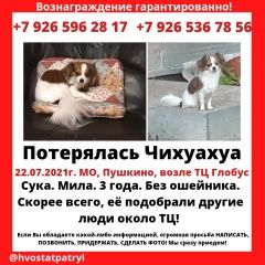 Подробнее об объявлении «Пропала собака тц глобус пушкино моск.обл Москва» Фото: пропала собака Чихуахуа «Пропала собака тц глобус пушкино моск.обл Москва» в г. Москва