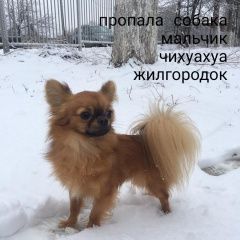 Подробнее об объявлении «Волгоград Пропала собака кобель чихуахуа» Фото: пропала собака Чихуахуа «Волгоград Пропала собака кобель чихуахуа» в г. Волгоград
