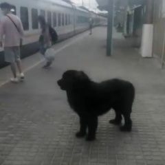 Подробнее об объявлении «Пропала собака Москва» Фото: пропала собака Ньюфаундленд «Пропала собака Москва» в г. Москва