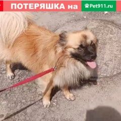 Подробнее об объявлении «Подольск Пропала собака кобель украли собаку» Фото: пропала собака Немецкий шпиц «Подольск Пропала собака кобель украли собаку» в г. Подольск