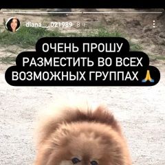 Подробнее об объявлении «Пропала собака шпиц Солнечногорск» Фото: пропала собака Померанский шпиц «Пропала собака шпиц Солнечногорск» в г. Солнечногорск