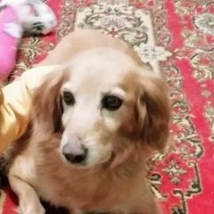Подробнее об объявлении «Пенза Пропала собака» Фото: пропала собака Русский охотничий спаниель «Пенза Пропала собака» в г. Пенза