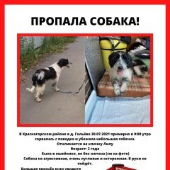 Подробнее об объявлении «Пропала собака убежала очень пугливая собака Красногорск» Фото: пропала собака  «Пропала собака убежала очень пугливая собака...» в г. Красногорск