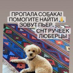 Подробнее об объявлении «Люберцы Пропала собака кобель очень надеюсь на помощь» Фото: пропала собака Пудель «Люберцы Пропала собака кобель очень надеюсь на...» в г. Люберцы