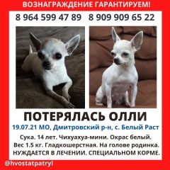 Подробнее об объявлении «Дмитров Пропала собака ский район, село белый раст» Фото: пропала собака Чихуахуа «Дмитров Пропала собака ский район, село белый раст» в г. Дмитров