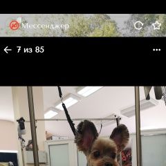 Подробнее об объявлении «Пропала собака кобель Санкт-Петербург» Фото: пропала собака  «Пропала собака кобель Санкт-Петербург» в г. Санкт-Петербург