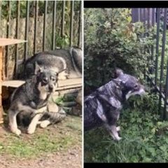 Подробнее об объявлении «Пропала собака Санкт-Петербург» Фото: пропала собака  «Пропала собака Санкт-Петербург» в г. Санкт-Петербург