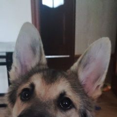 Подробнее об объявлении «Пропала собака кобель Санкт-Петербург» Фото: пропала собака  «Пропала собака кобель Санкт-Петербург» в г. Санкт-Петербург