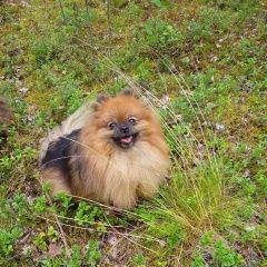 Подробнее об объявлении «Пропала собака. шпиц Санкт-Петербург» Фото: пропала собака Немецкий шпиц «Пропала собака. шпиц Санкт-Петербург» в г. Санкт-Петербург