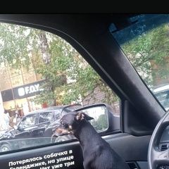 Подробнее об объявлении «Геленджик Пропала собака кобель тойтерьер» Фото: пропала собака Русский той-терьер «Геленджик Пропала собака кобель тойтерьер» в г. Геленджик