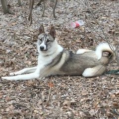 Подробнее об объявлении «Пропала собака кобель Матвеев Курган» Фото: пропала собака Западно-сибирская лайка «Пропала собака кобель Матвеев Курган» в г. Матвеев Курган