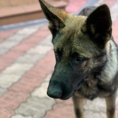 Подробнее об объявлении «Лобня Пропала собака кобель. в 6 утра» Фото: пропала собака Немецкая овчарка «Лобня Пропала собака кобель. в 6 утра» в г. Лобня