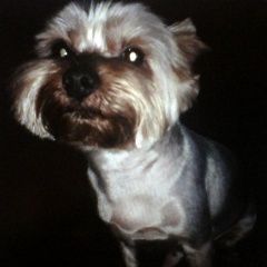 Подробнее об объявлении «Пропала собака кобель Санкт-Петербург» Фото: пропала собака Йоркширский терьер «Пропала собака кобель Санкт-Петербург» в г. Санкт-Петербург